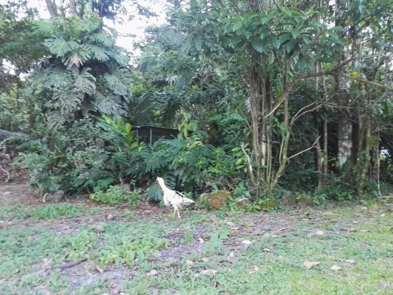 Hotel Rancho Las Cabanas Guápiles Exteriér fotografie